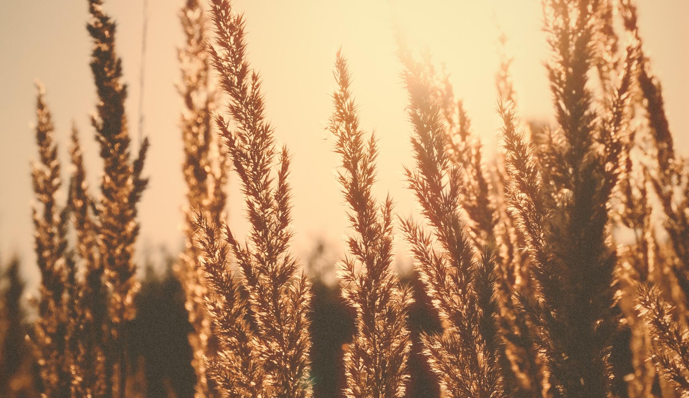 A photograph processed by the Áurea machine. The summer that never ends.