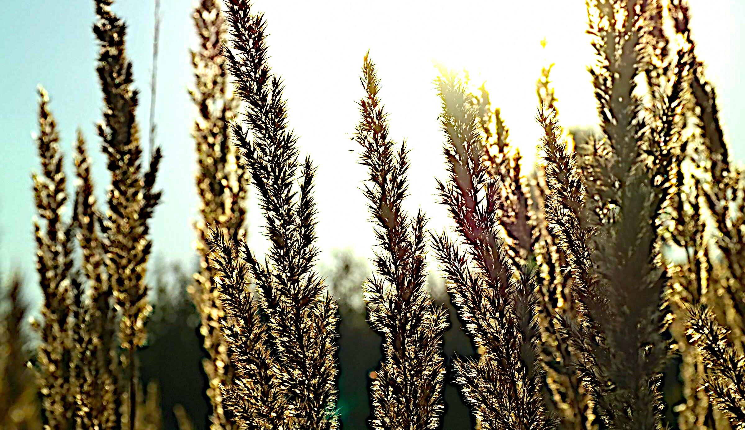 A photograph processed by the Compacta machine. Daytime digicam, blown out and sharp.
