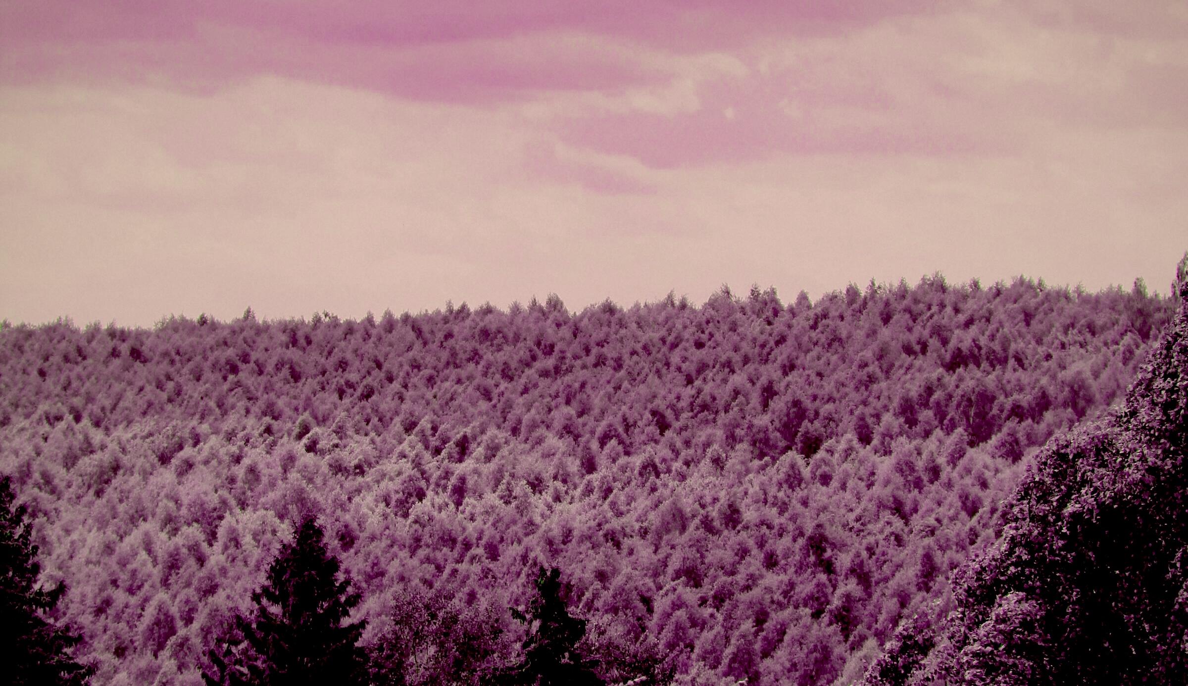A photograph processed by the Espectro machine. The green that turns hot pink.