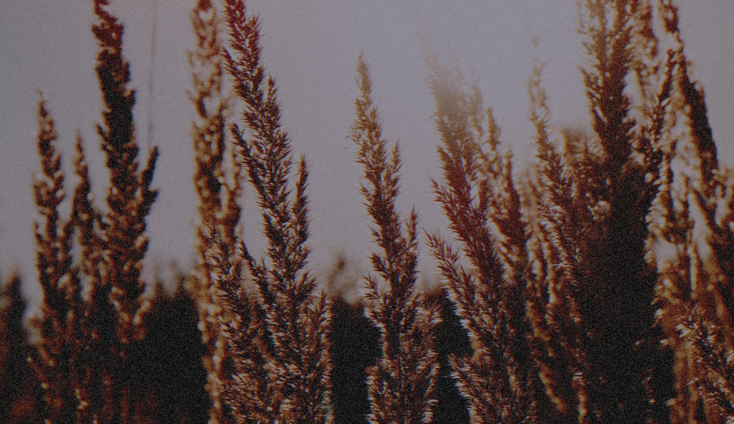 A photograph processed by the Óxido machine. Never the same photo twice.