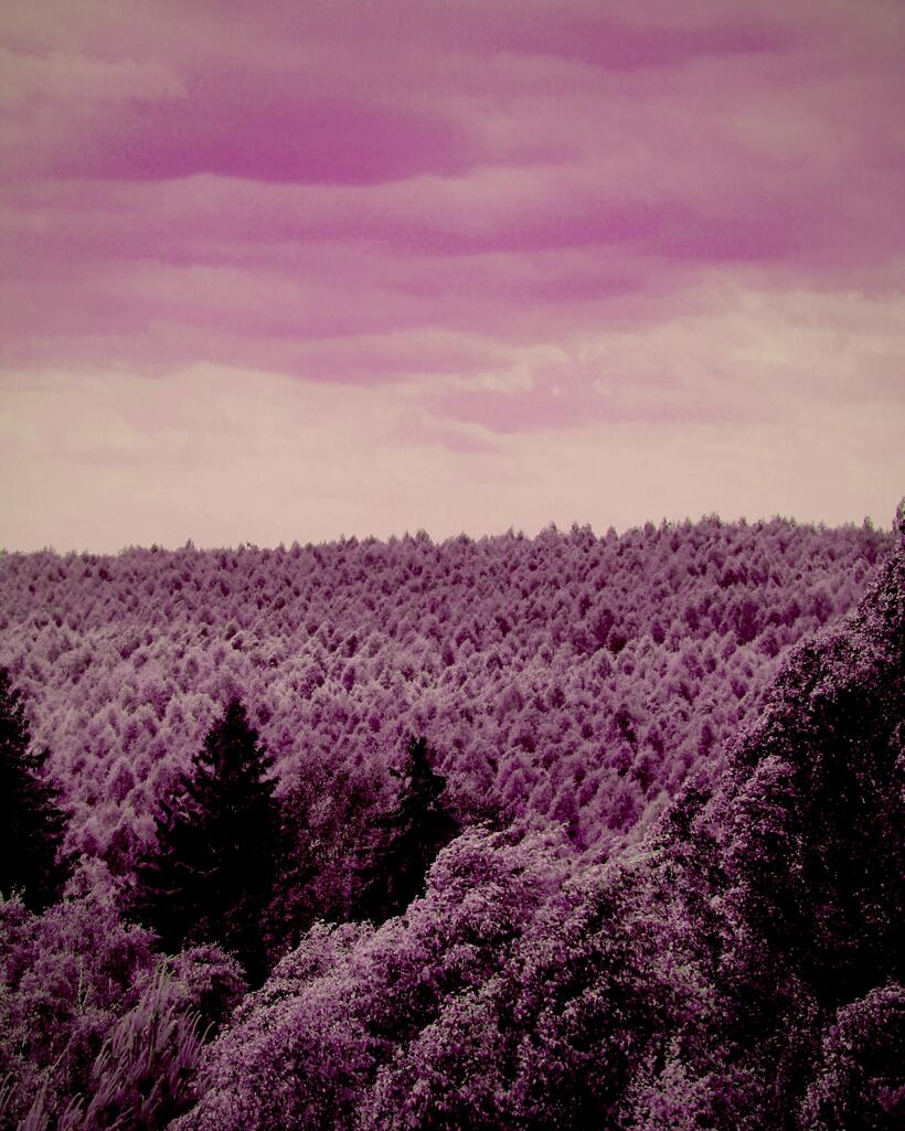 a forest seen from above, processed by the Espectro machine: the green that turns hot pink