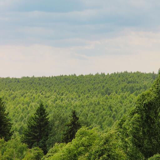 A forest seen from above, unprocessed: the photo the 6 machines in this family start from.