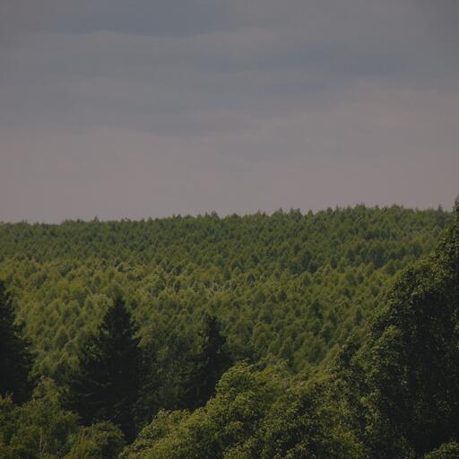 A forest seen from above, processed by the Ártico machine: winter with a cinematic soul
