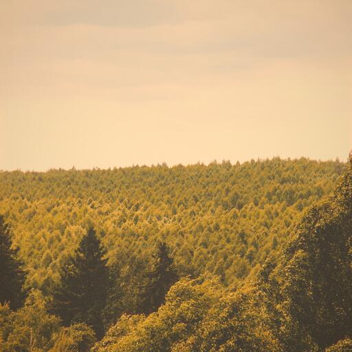 A forest seen from above, processed by the Áurea machine: the summer that never ends