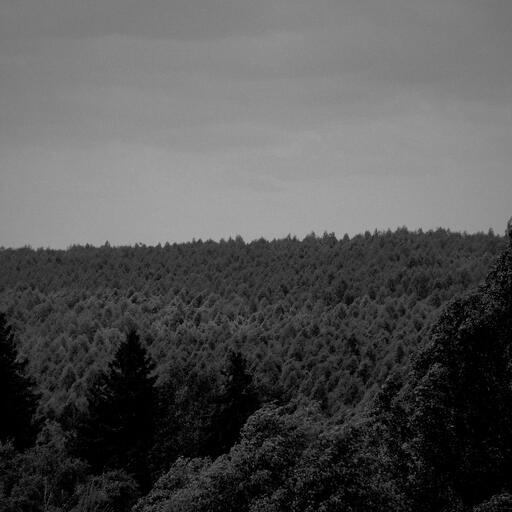 A forest seen from above, processed by the Ceniza machine: black and white that doesn't flinch