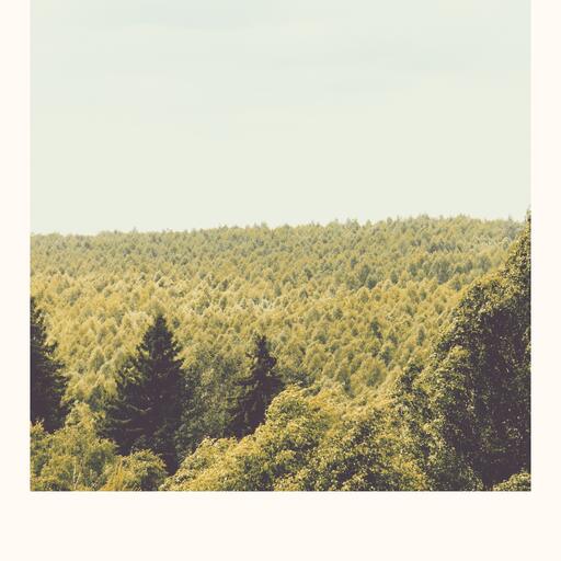 A forest seen from above, processed by the Instantánea machine: the one you shake by hand
