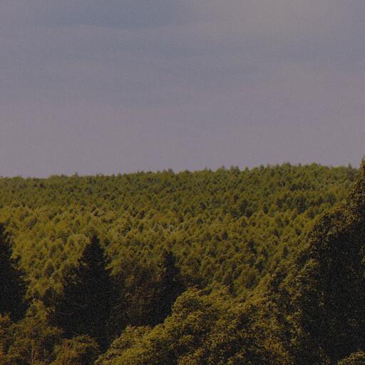 A forest seen from above, processed by the Óxido machine: never the same photo twice