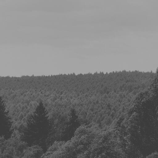 A forest seen from above, processed by the Plata machine: black and white that hugs, not hits