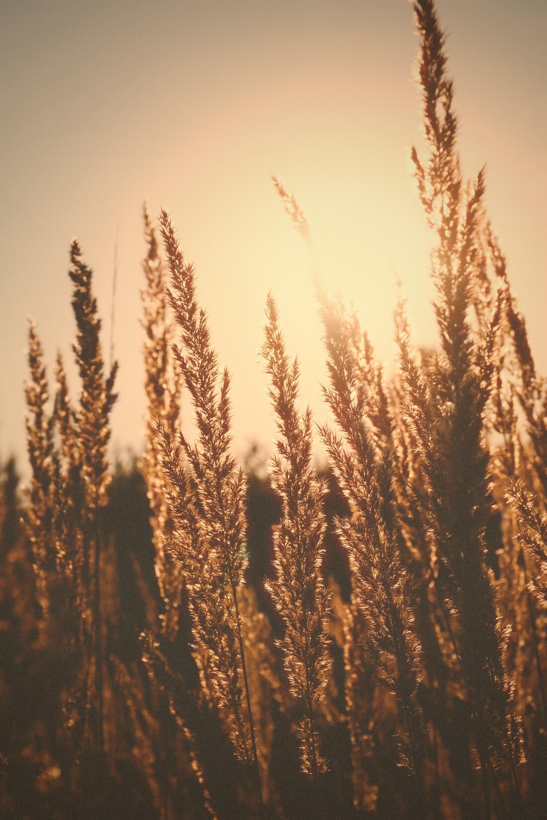 A photograph processed by the Áurea machine.